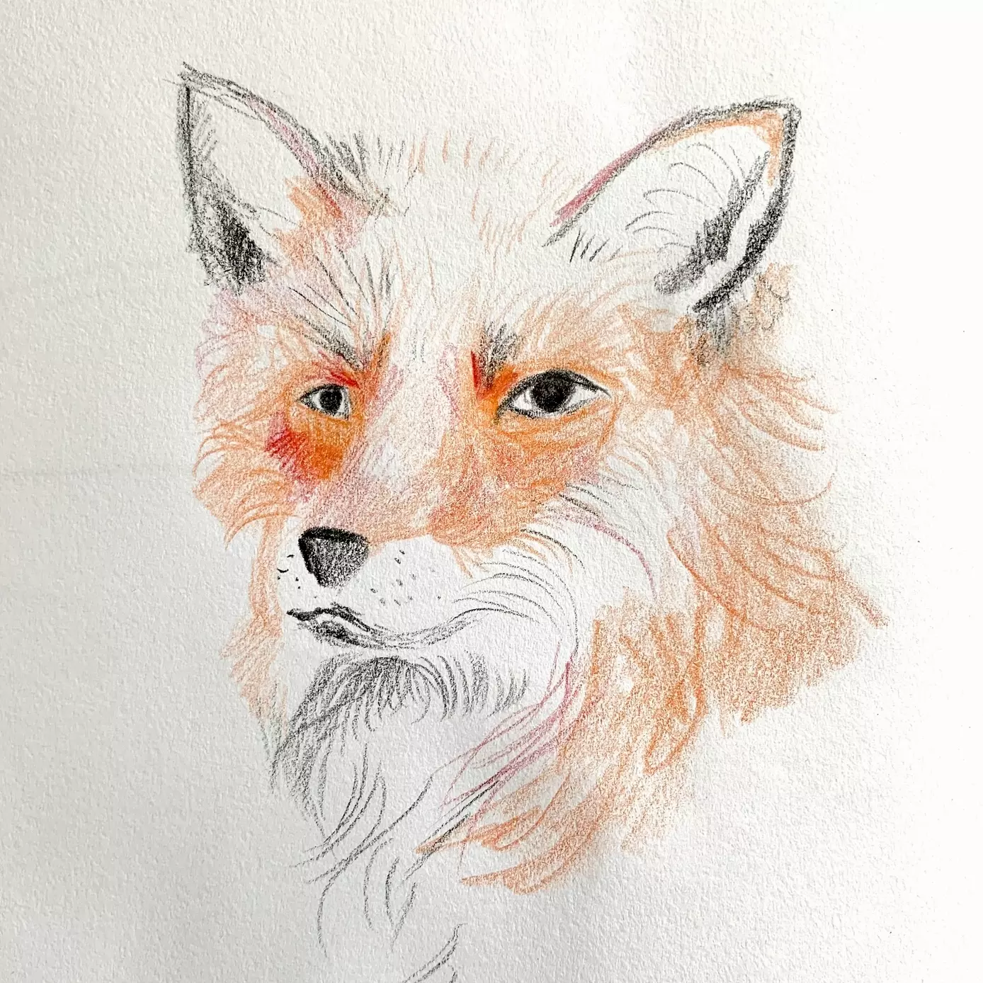 a coloured pencil sketch of a red fox. The fox is three quarters side on, he is looking serious and noble. 